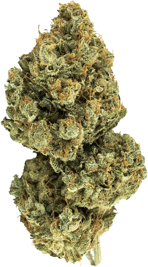 420 Evolution 25/1 CA BUL Bucket List