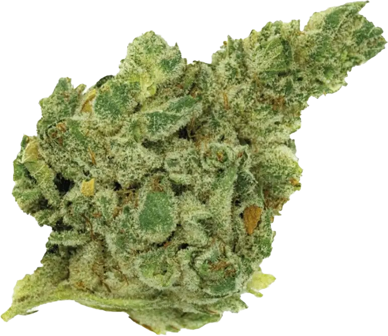 420 Natural 20/1 CA GG4 Gorilla Glue