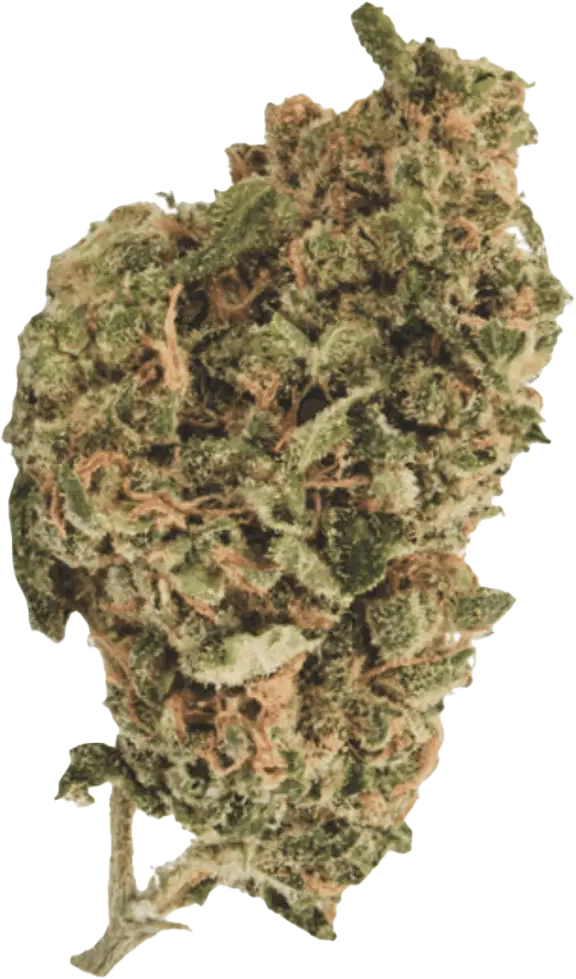 420 Sungrown 25/1 CA ZRP Zour Apple