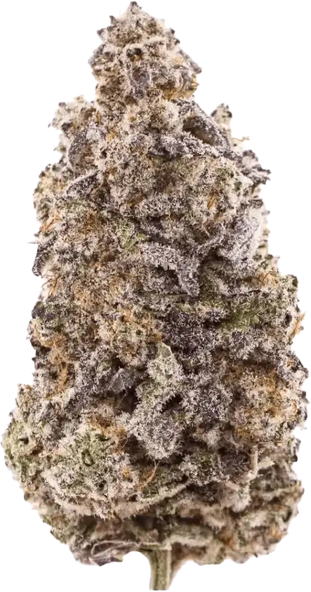 All Nations GM PT Mac Doughnut
