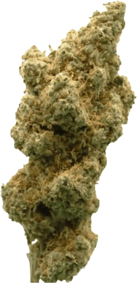 Blackrose 14 PT Garlic Sherbert