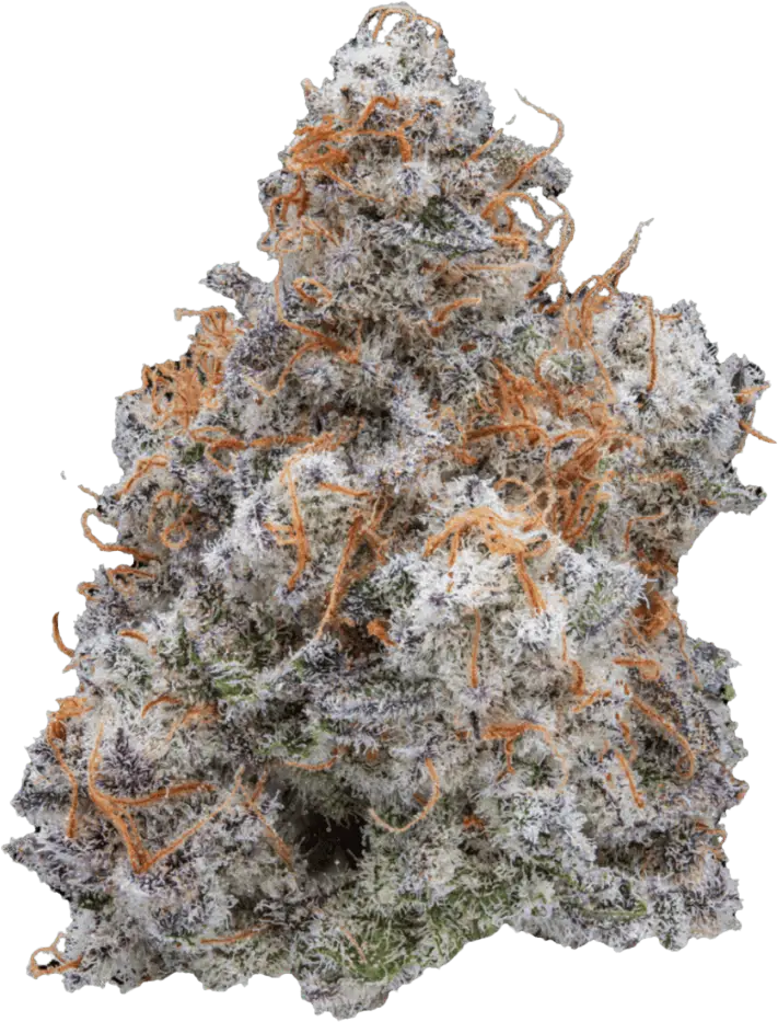 Cannamedical Hybrid Classic Mac 1