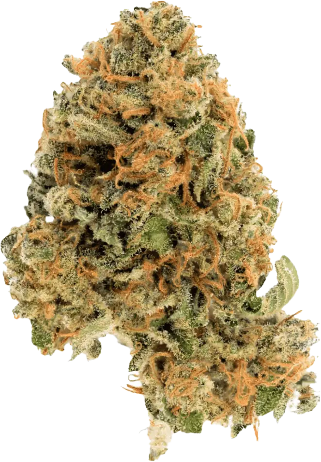 Cannamedical Hybrid Ultra DK 28/1 Ghost Train Haze