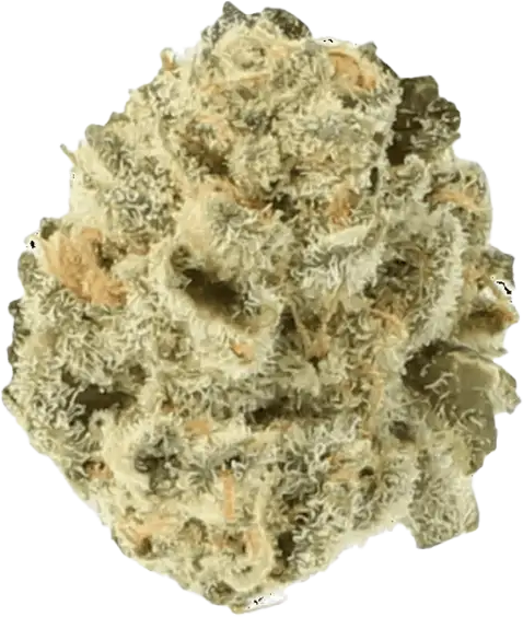 Cannamedical Indica forte El Jefe