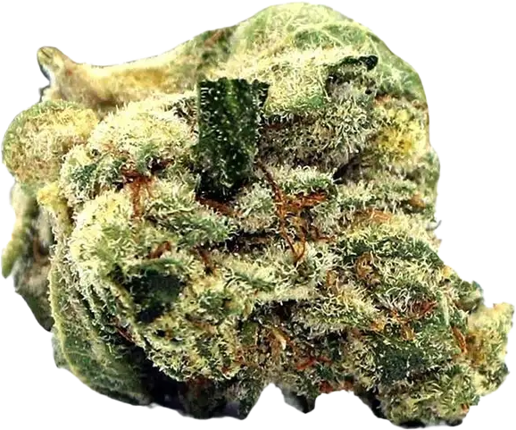 Cannamedical CM 24/1 LLY Legendary Larry