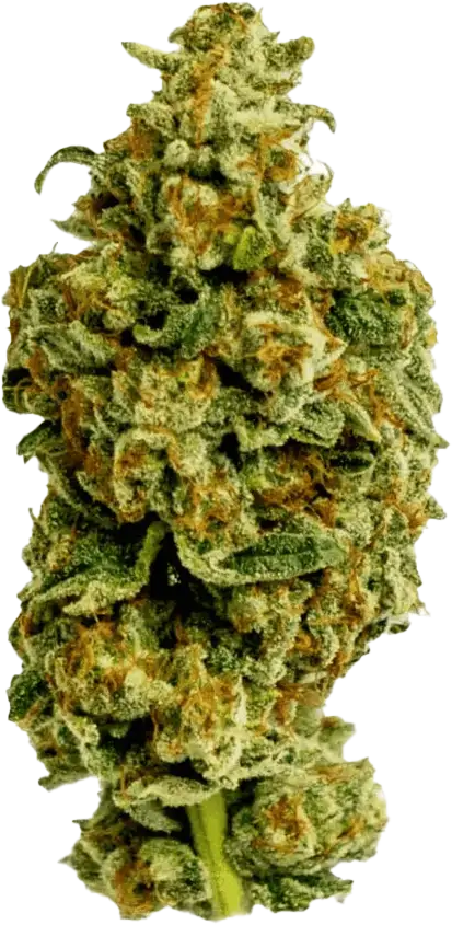 Cannamedical Sativa forte NM Wedding Tree
