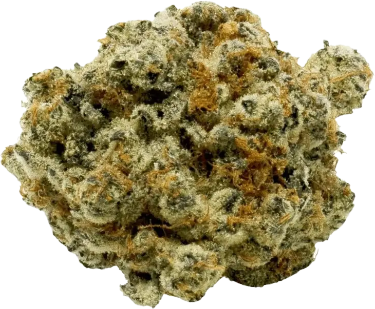 Canopy OGD 25/1 OG Deluxe