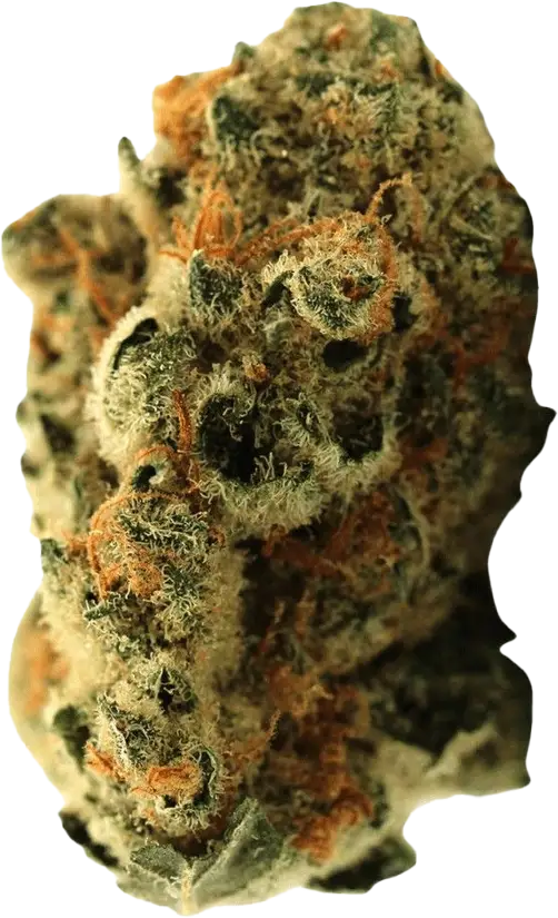 Demecan 22:01 Florestura Super Haze X Amnesia