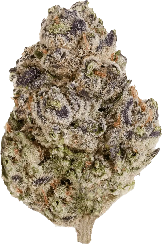 enua 22/1 BCP CA Black Cherry Punch