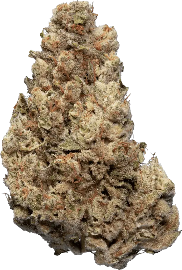enua 22/1 CCK CA Cold Creek Kush