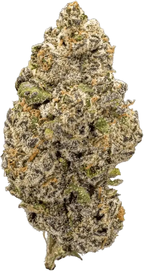 GM Colour of Space 26/1 Apple Fritters Purple Punch