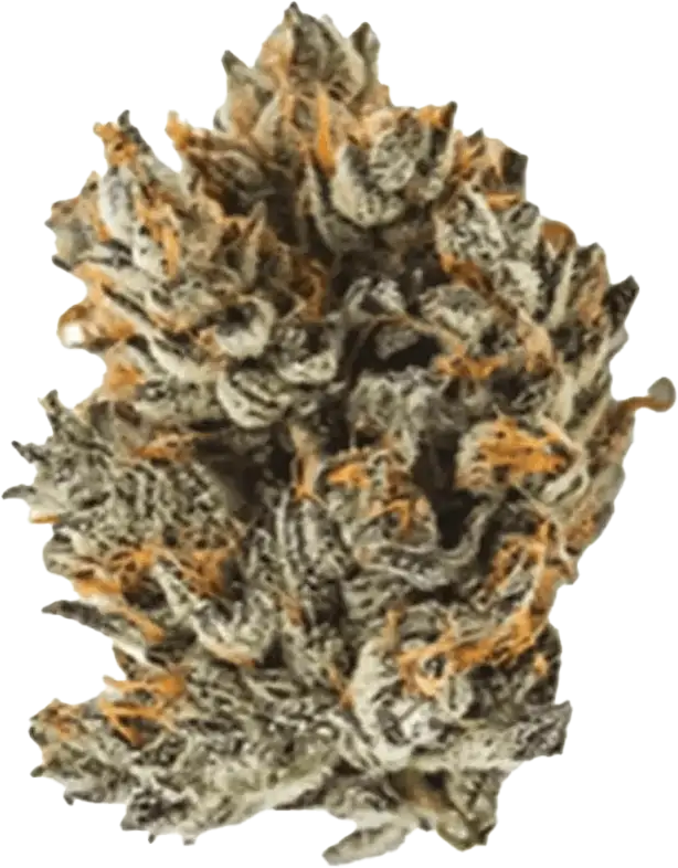 IMC THC22 GGA Purple Grape