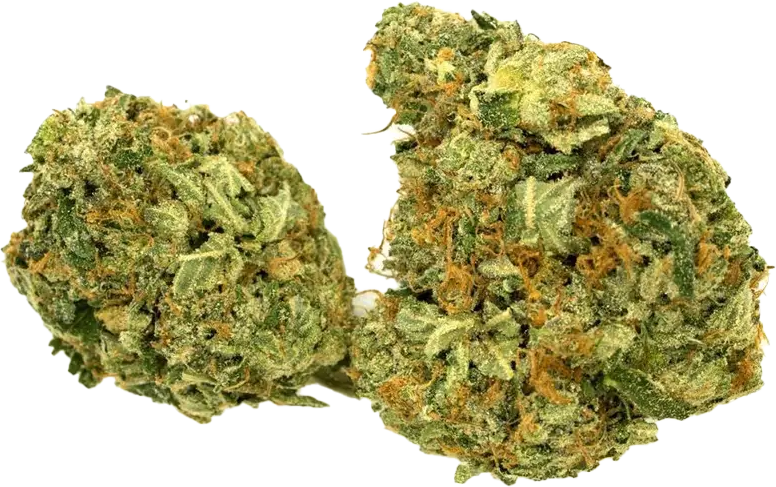 IMC THC22 T01 Hindu Kush