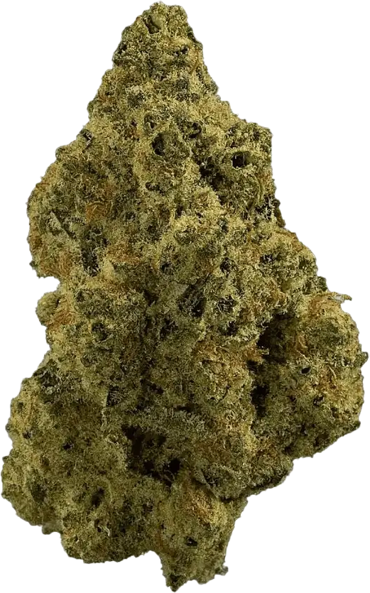 madrecan 18/1 WOP Wonder Punch