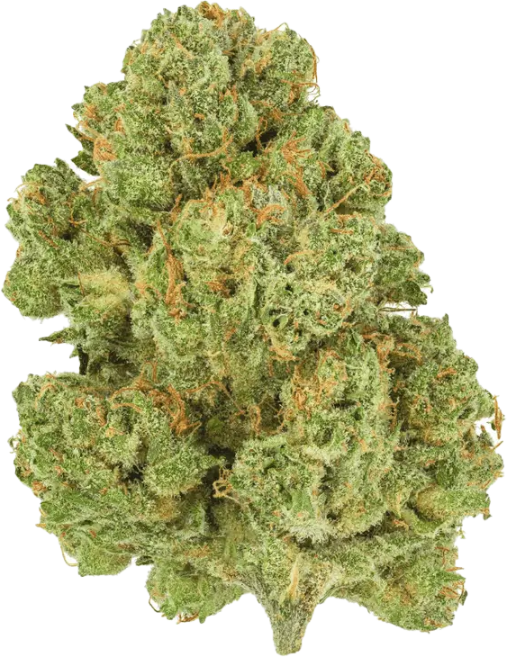 Pedanios 10/13 MBE-CA Moon Berry