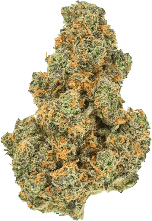 Pedanios 27/1 PND-CA Pink Diesel