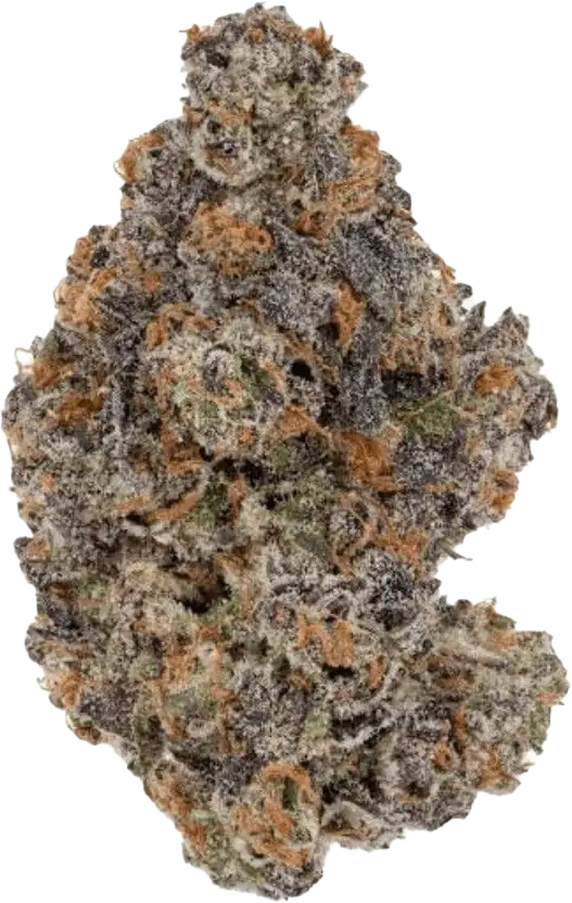 Remexian 28/1 GFR Godfather OG x Schroll Medical