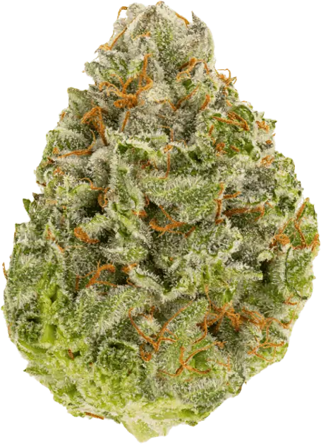 Therismos 24/1 SDK Sensi Double Kush