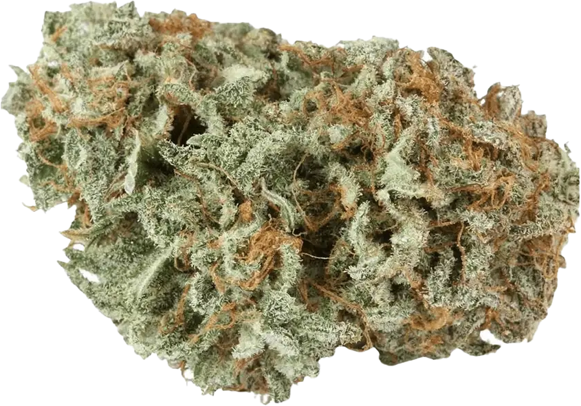Tilray THC 18 Spotlight Porto Master Kush