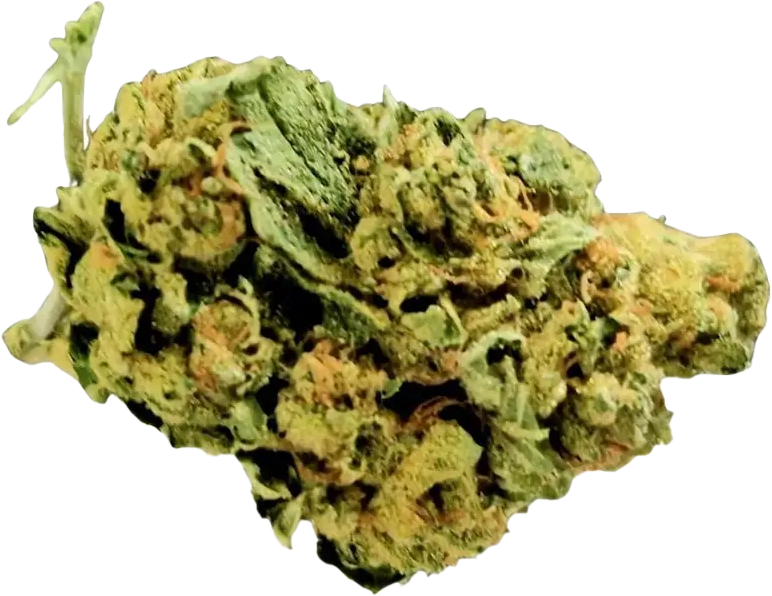 Weeco 23/1 Frosted Lemon Angel